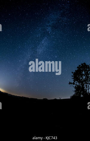 Milky way over field with tree Stockfoto