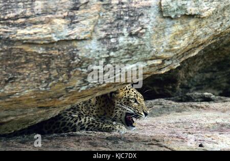 Leopard brüllender. Leopard auf einem Stein. Die sri-lankische Leopard (panthera Pardus kotiya) weiblich. Stockfoto