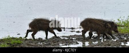Ferkel. Die jungen der indischen Wildschwein (Sus scrofa cristatus), auch als andamanese Schwein oder moupin Schwein bekannt. Yala National Park Sri Lanka. Stockfoto