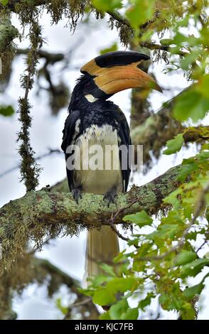 Die malabar pied Hornbill (anthracoceros Coronatus), auch bekannt als weniger pied Hornbill Stockfoto