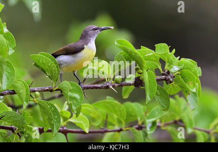 Vogel mit Spinne in der Strand. Die violett-sunbird Rumped (leptocoma zeylonica) weiblich. Yala National Park Sri Lanka Stockfoto