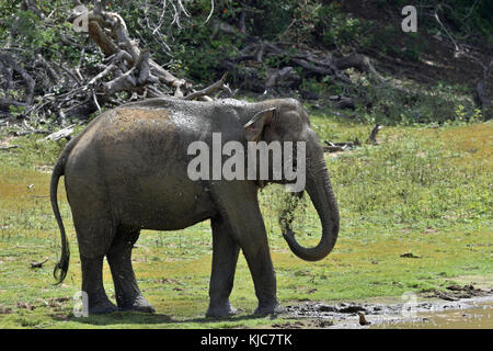 Elefanten spritzen Schmutz und Wasser auf, sich von seinem Stamm.. Das Männchen von Sri Lanka Elefant (elephas Maximus Maximus). Yala National Park sri Stockfoto