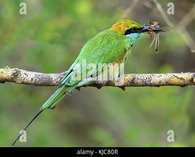Bee-eater Essen Insekt auf Zweig. natürlichen, grünen Hintergrund. Die grüne Bienenfresser/merops orientalis (manchmal kleine grüne Bee-eater). Sri Lanka Stockfoto