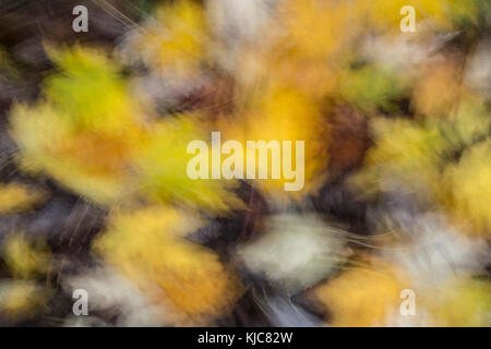 Herbstliche Farben auf Bäume und Laub in Salisbury Wiltshire Stockfoto