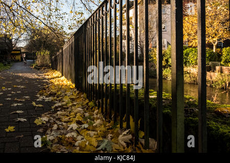 Herbstliche Farben auf Bäume und Laub in Salisbury Wiltshire Stockfoto