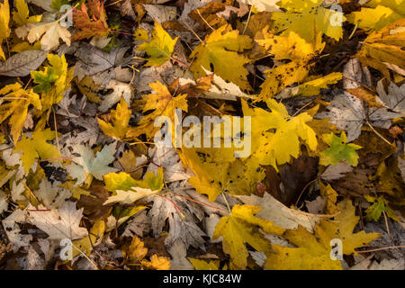 Herbstliche Farben auf Bäume und Laub in Salisbury Wiltshire Stockfoto