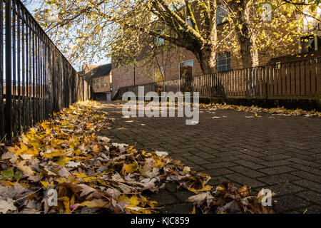 Herbstliche Farben auf Bäume und Laub in Salisbury Wiltshire Stockfoto