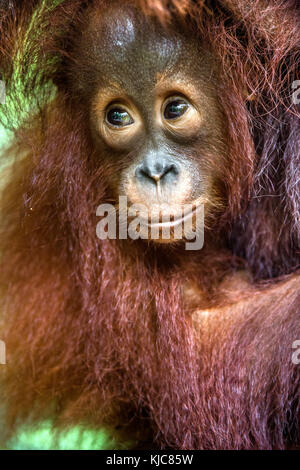 Cub von zentraler bornesischen Orang-utan (Pongo pygmaeus wurmbii) im natürlichen Lebensraum. wilde Natur im tropischen Regenwald von Borneo. Indonesien Stockfoto