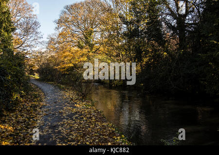 Herbstliche Farben auf Bäume und Laub in Salisbury Wiltshire Stockfoto