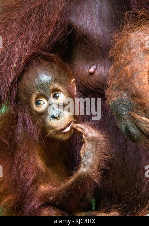 Mutter Orang-utan und Cub in einem natürlichen Lebensraum. Bornesischen Orang-utan (Pongo pygmaeus) wurmmbii in der wilden Natur. Regenwald der Insel Borneo Indonesien Stockfoto