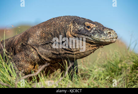 Portrait der Komodo Waran (Varanus komodoensis) ist der größte lebende Echse der Welt. Auf der Insel Rinca. Indonesien. Stockfoto