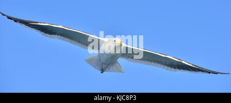 Fliegen nach seetang Möwe (Larus dominicanus), auch bekannt als der Dominikaner Möwe und schwarz unterlegt Kelp Gull. False Bay, Südafrika Stockfoto