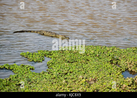 Marsh Krokodil - crocodylus palustris, Sri Lanka Stockfoto