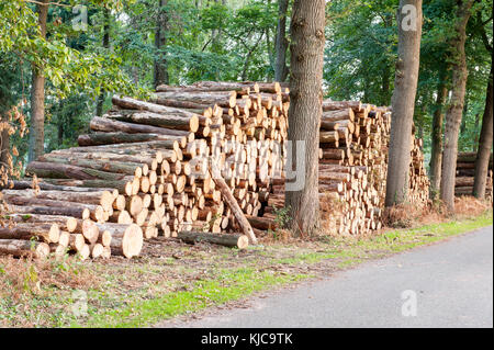 Frisch geschnittenen Sie Baumstämmen häuften sich in der Nähe von einem Waldweg Stockfoto