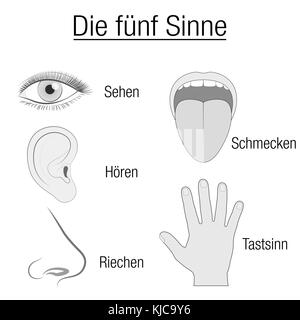 Fünf Sinne Diagramm - Sinnesorgane Auge, Ohr, Nase, Zunge und Hand und entsprechende Bezeichnung Sehen, Hören, Schmecken, Riechen und Berühren, deutsche Sprache Stockfoto