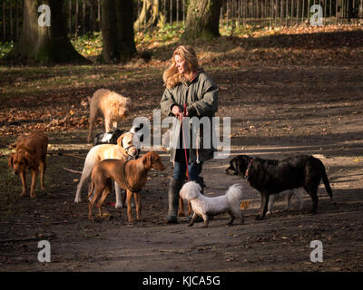 Hundeschlittenfahrer auf Hampstead Heath London UK Stockfoto