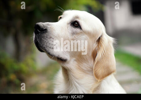 Seitenansicht Nahaufnahme eines niedlichen Golden Retriever Hund suchen, mit Treue und Aufmerksamkeit im Freien Stockfoto