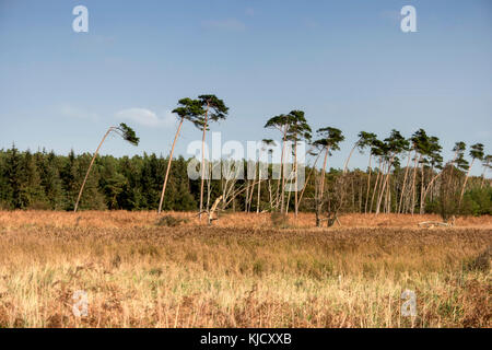 Ostsee Küste in der Nähe von Ahrenshoop in Deutschland Stockfoto