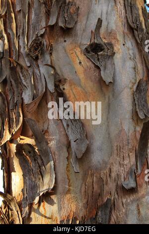 Bunte Baumstamm Textur Stockfoto