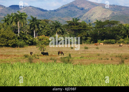 Kühe und Pferde im Valle de los ingenios Landschaft, in der Nähe von Trinidad, Kuba Stockfoto