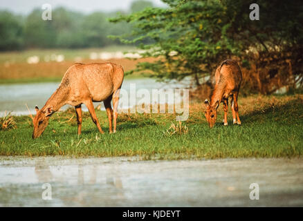 Weibliche Nilgai oder Blue Bull, (Boselaphus tragocamelus), mit Kalb, Keoladeo Ghana National Park, Bharatpur, Rajasthan, Indien Stockfoto