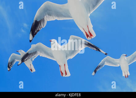 Herde silberne Möwen, (Chroicocephalus novaehollandiae), im Flug, Byron Bay, New South Wales, Australien Stockfoto