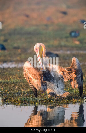 Great White Pelican (Pelecanus onocrotalus) auch Eastern White Pelican, rosa Pelikan oder weiße Pelikan, Putzen, Keoladeo Ghana National Park, Indien Stockfoto