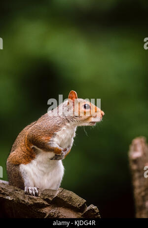 Graue Eichhörnchen oder Östliche Grauhörnchen (Sciurus carolinensis), Regents Park, London, Vereinigtes Königreich Stockfoto