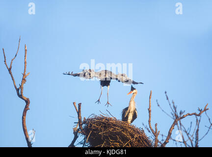 Graureiher Ardea cinerea, Regents Park, London, Vereinigtes Königreich Stockfoto