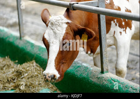 Milchkuh in einem Stall Stockfoto