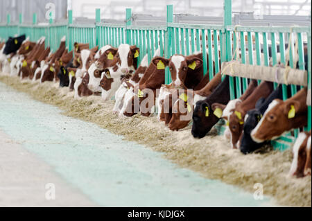 Kühe Heu essen in der kuhstall auf Molkerei Stockfoto