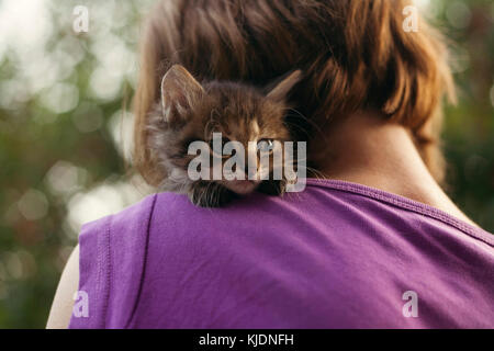 Gesicht der Katze sitzt auf der Schulter der Frau Stockfoto