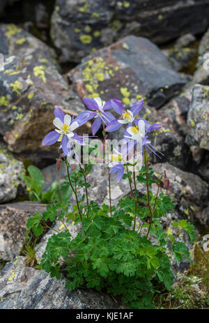 Blaue Akelei (Aquilegia coerulea), Rocky Mountain NP, Colorado, USA von Bruce Montagne/Dembinsky Foto Assoc Stockfoto