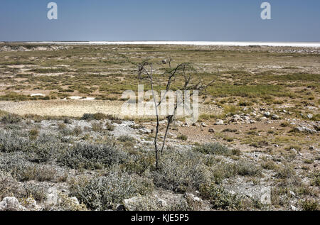 Der Etoscha Pfanne ist ein großer endorheic Salzpfanne, die Teil der Kalahari Becken im Norden Namibias. Stockfoto