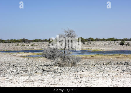 Der Etoscha Pfanne ist ein großer endorheic Salzpfanne, die Teil der Kalahari Becken im Norden Namibias. Stockfoto