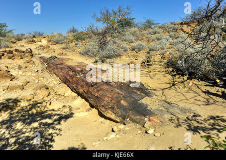 280 Millionen Jahre alte versteinerte Wald, außerhalb von Pretoria, Südafrika. Stockfoto