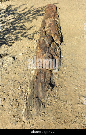 280 Millionen Jahre alte versteinerte Wald, außerhalb von Pretoria, Südafrika. Stockfoto