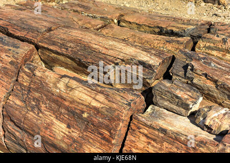 280 Millionen Jahre alte versteinerte Wald, außerhalb von Pretoria, Südafrika. Stockfoto