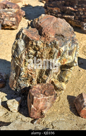 280 Millionen Jahre alte versteinerte Wald, außerhalb von Pretoria, Südafrika. Stockfoto