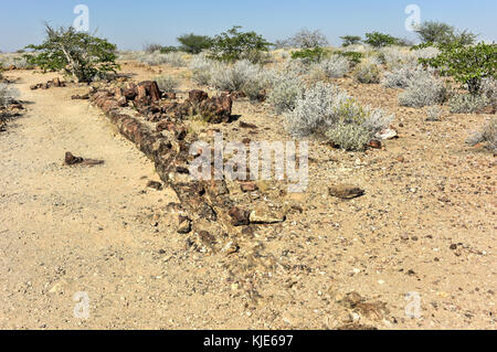 280 Millionen Jahre alte versteinerte Wald, außerhalb von Pretoria, Südafrika. Stockfoto