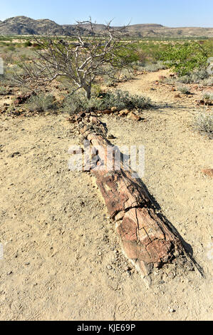 280 Millionen Jahre alte versteinerte Wald, außerhalb von Pretoria, Südafrika. Stockfoto