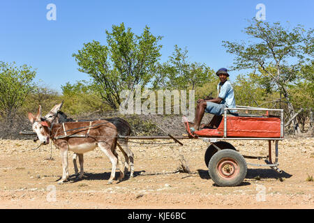 Kunene, Namibia - 21. Mai 2015: jungen afrikanischen Mann, der ein Eselskarren in Kunene, Namibia. Stockfoto