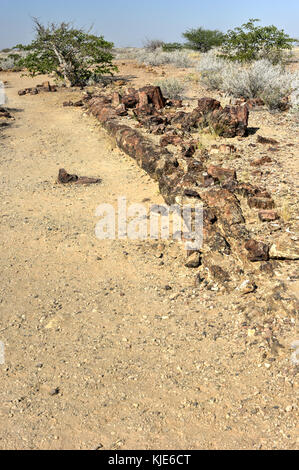 280 Millionen Jahre alte versteinerte Wald, außerhalb von Pretoria, Südafrika. Stockfoto