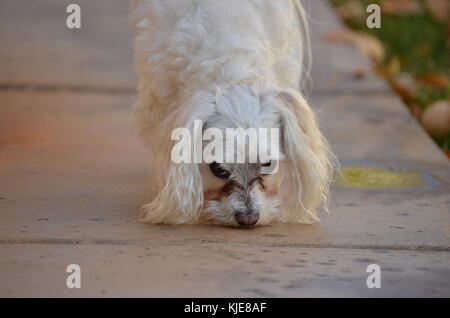 Kleine reinrassige Malteser Hund auf Seite gehen in einem Hinterhof. Stockfoto