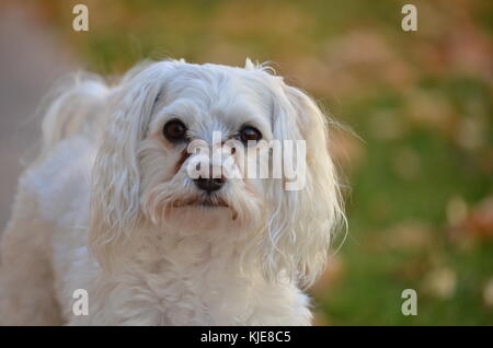 Kleine reinrassige Malteser Hund auf Seite gehen in einem Hinterhof. Stockfoto