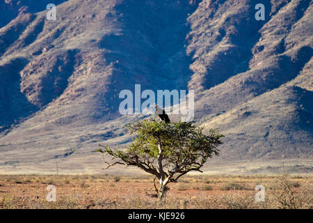 Geier in den Bäumen im namibrand Nature Reserve in Namibia Stockfoto