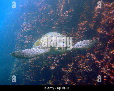 Frontaler Blick auf den grünen Meeresschildkröte mit gelben Oberteil mit schwarzen Flecken auf den Galapagos Inseln in Ecuador. Stockfoto