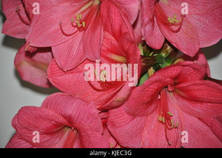 Amaryllis Stockfoto