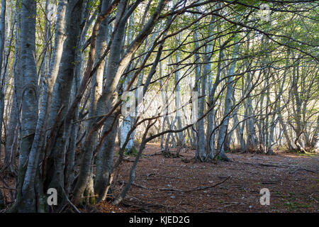 Trees in a wood with low sun filtering through and  warm fall colors Stockfoto