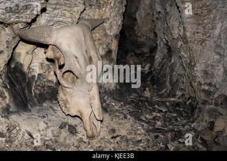 Tierischen Schädel mit Hörner in der Höhle gefunden Stockfoto